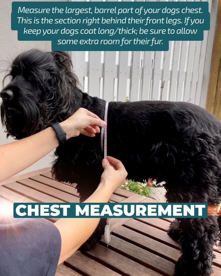 DOG HARNESS - Sunflowers - Neck Adjustable Dog Harness-Harness-Dizzy Dog Collars