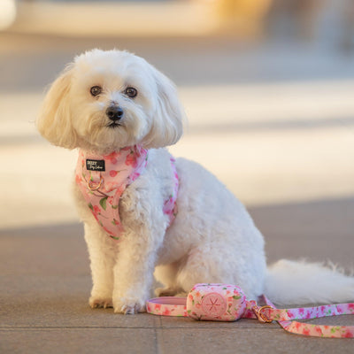 DOG HARNESS | Sweet Sakura | Neck Adjustable Dog Harness-Harness-Dizzy Dog Collars