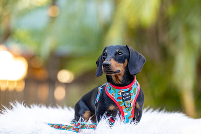 DOG HARNESS | Taco Tuesday | Neck Adjustable Dog Harness | Mexican Print Dog Harness-Harness-Dizzy Dog Collars