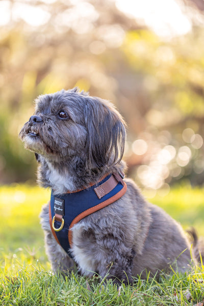 DOG HARNESS | The Coco | Neck Adjustable Dog Harness | Navy & Brown Dog Harness-Harness-Dizzy Dog Collars