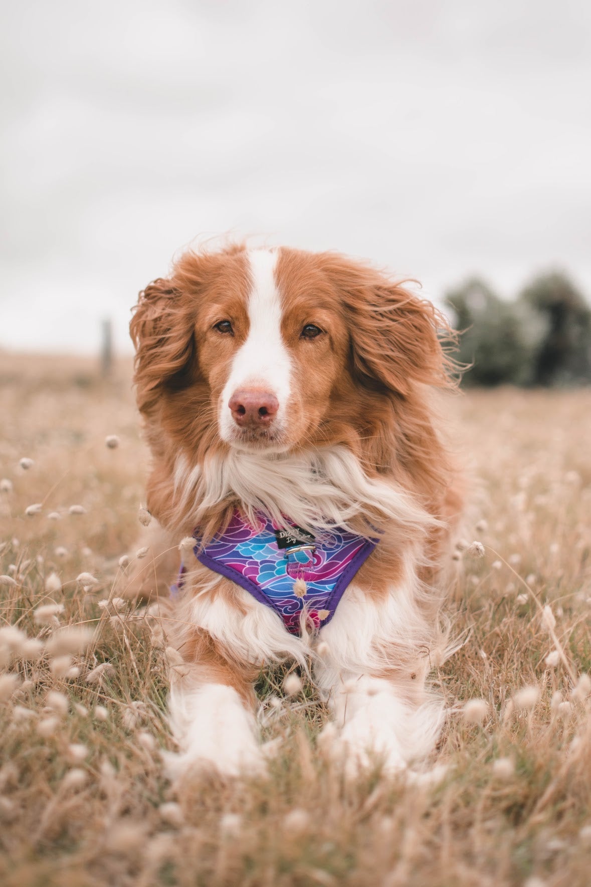 DOG HARNESS | The Maggie | Purple Waves Neck Adjustable Dog Harness-Fabric Harness-Dizzy Dog Collars