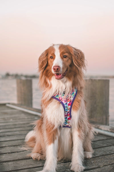 DOG HARNESS | The Willow: Watercolour Floral | Neck Adjustable Dog Harness-Fabric Harness-Dizzy Dog Collars