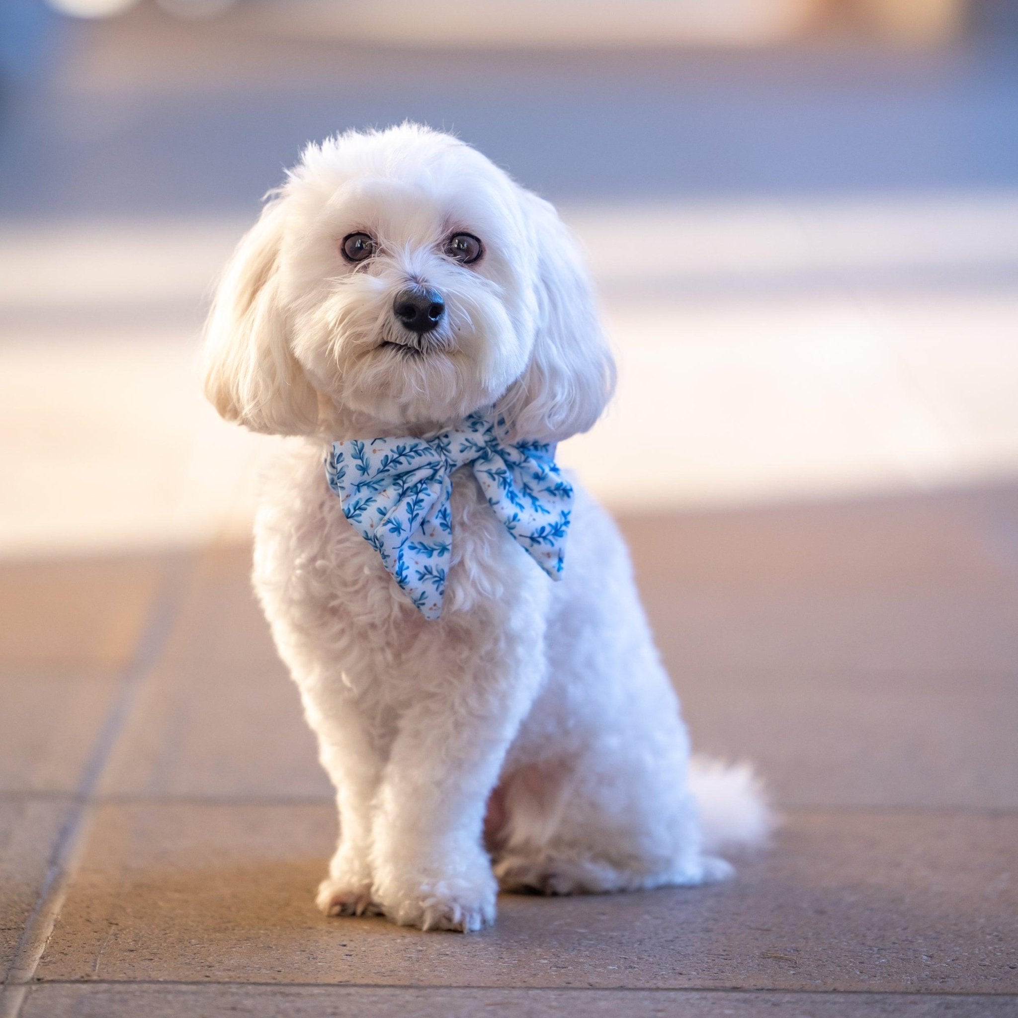 bow tie collar for small dogs