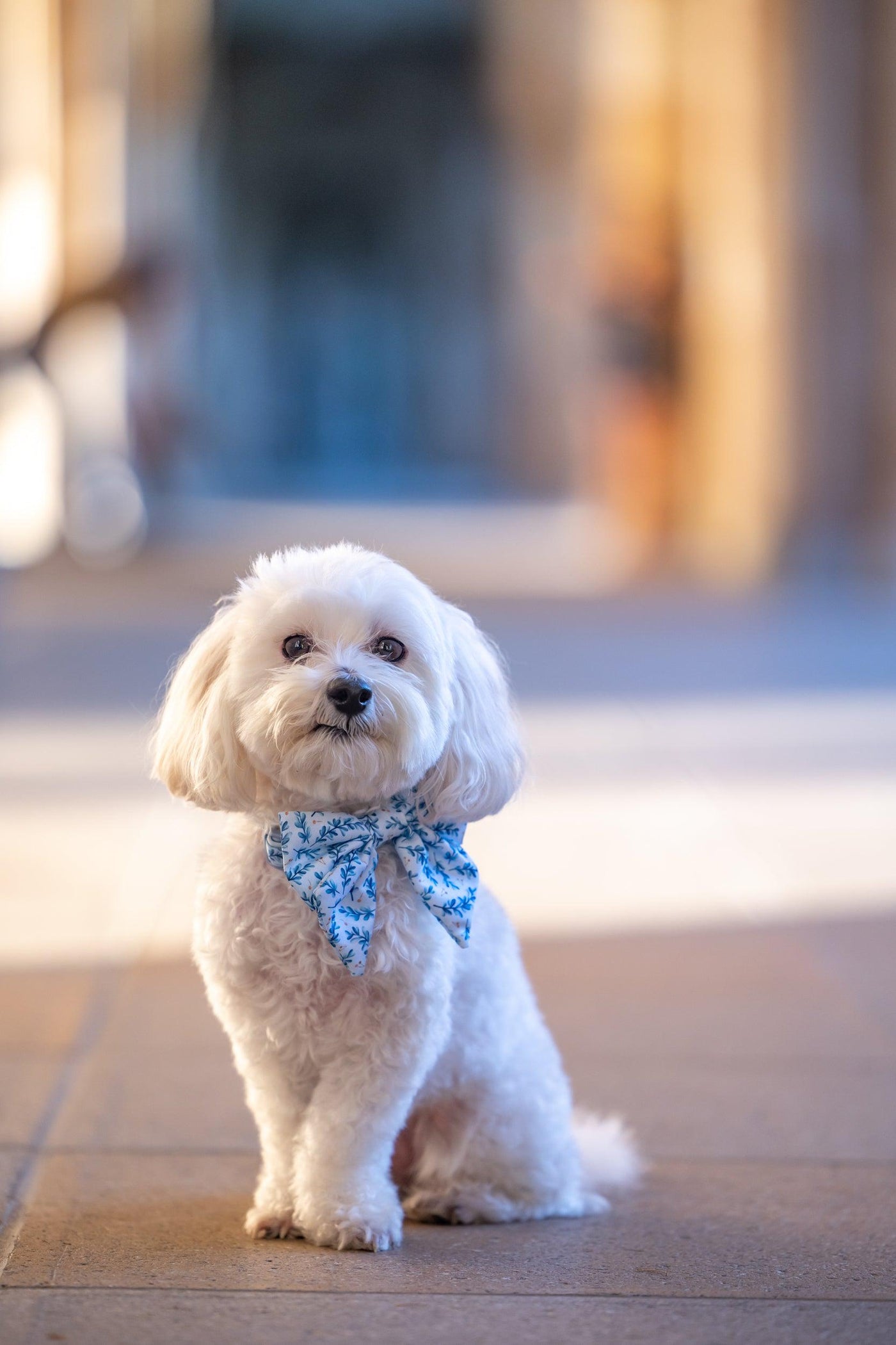 Dog Sailor Bow Tie | Little Lou-Dizzy Dog Collars