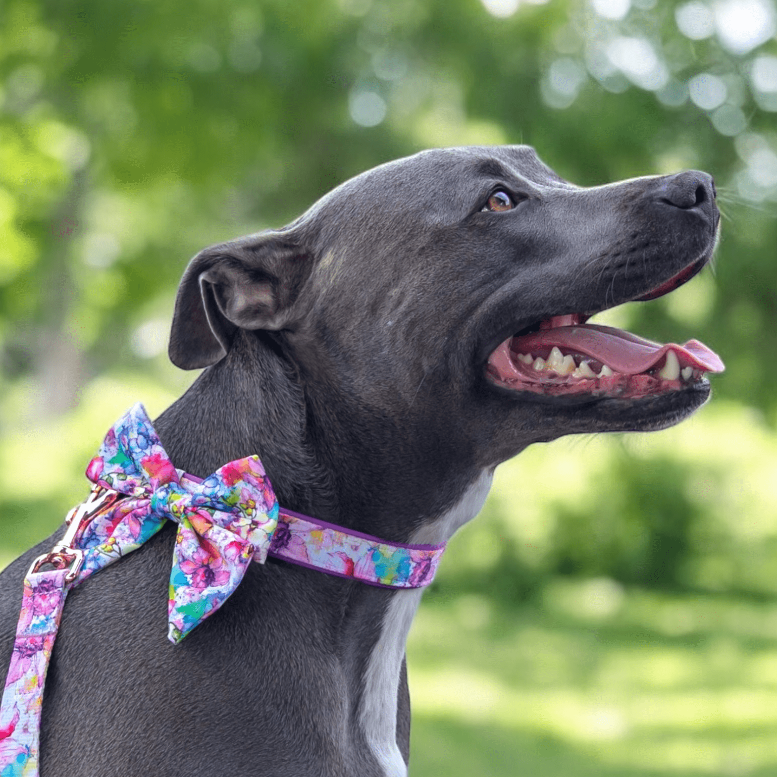 collars with bow ties