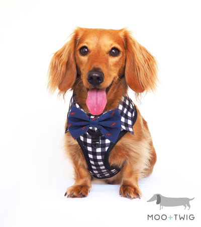 Dachshund Dog wearing Dog Harness Shirt with Gingham Print and Blue Bow Tie. √