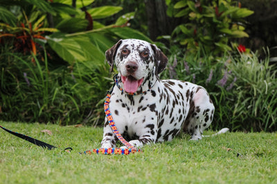 Double Ended Training Lead | Hands-free dog lead | Kaleidoscope-hands free-Dizzy Dog Collars