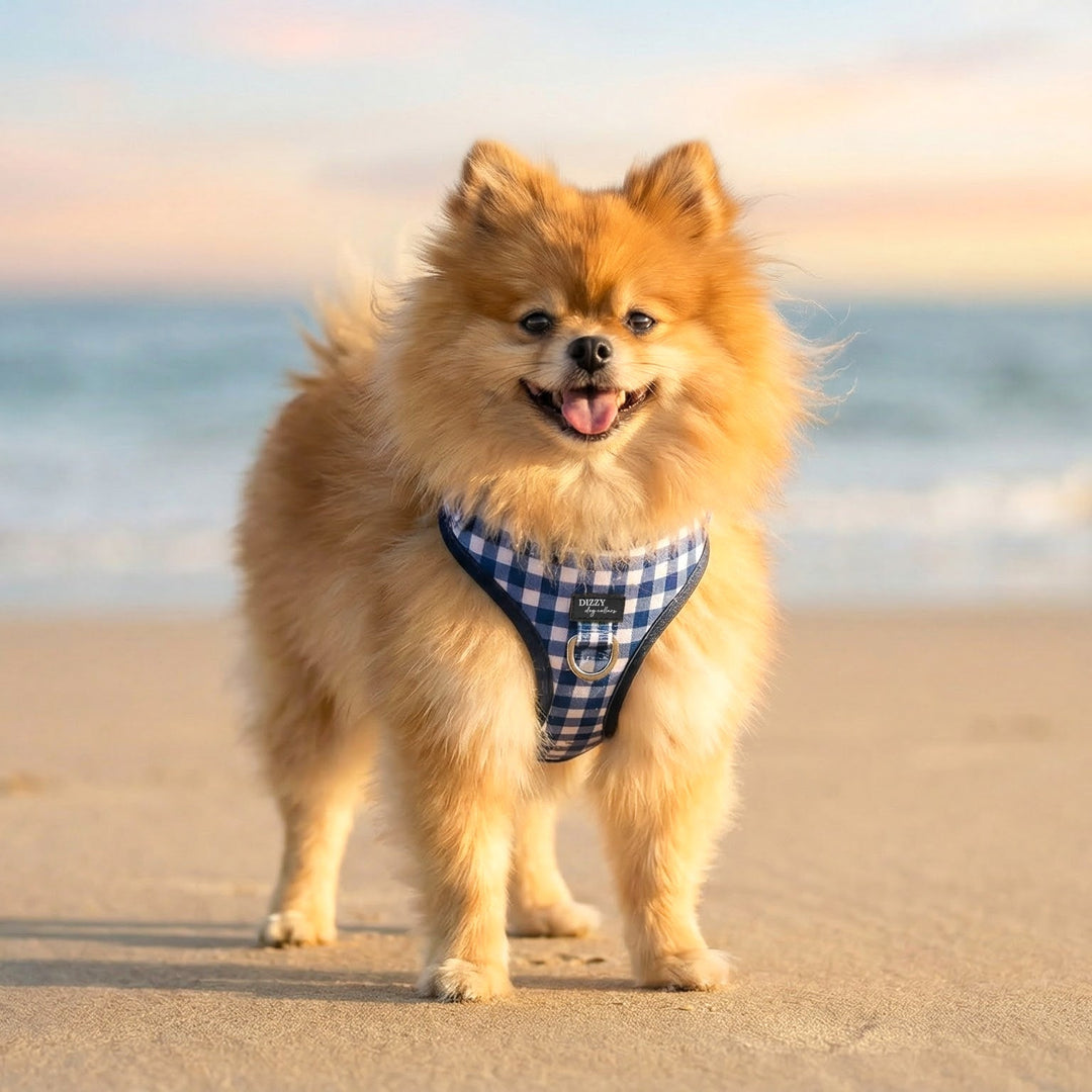 Small dog on a beach wearing a checkered harness with a sunset in the background