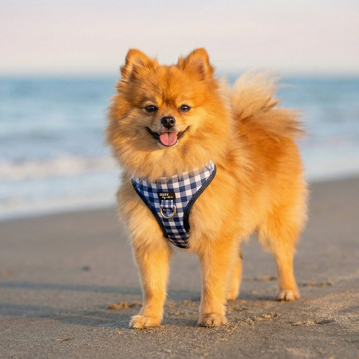 Small dog on a leash standing on a sandy beach with ocean waves in the background