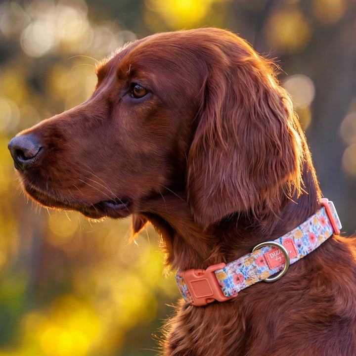 Peachy Posies Dog Collar | Neoprene Dog Collar