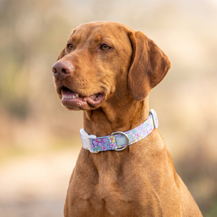 Floral Fable Dog Collar | Neoprene Dog Collar | Stainless Steel