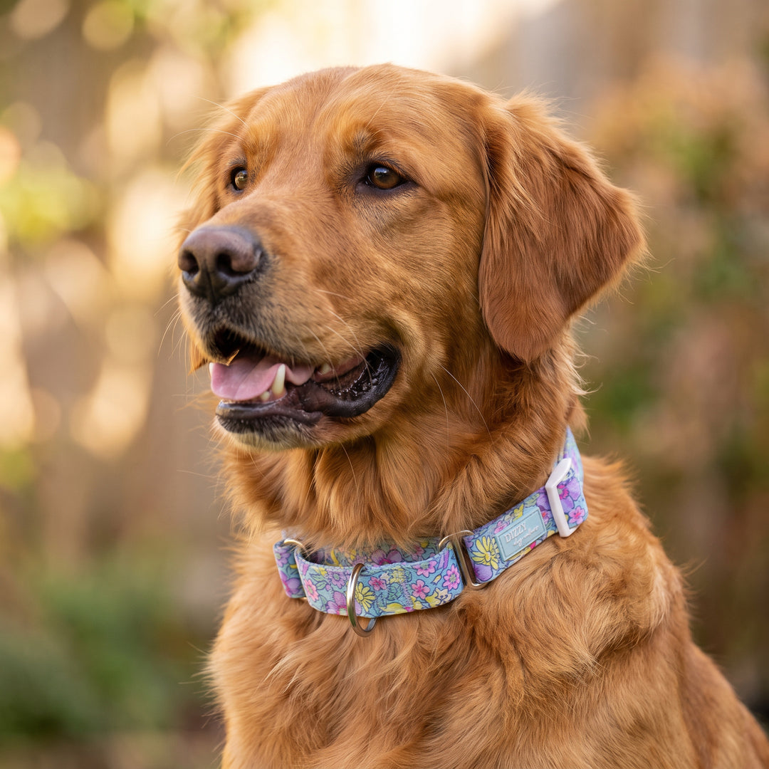 Martingale Dog Collar | Floral Fable