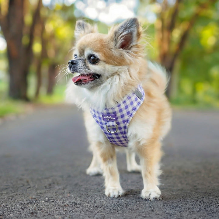 Small dog on a leash in a park