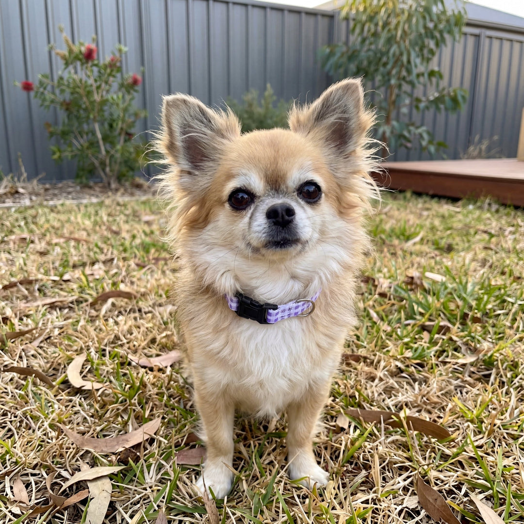 Lavender Gingham Cat Collar | Toy Breed Dog Collar