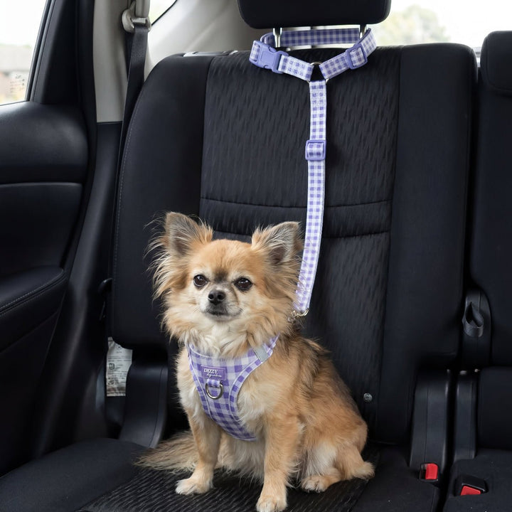 Small dog wearing a harness in a car seat with a checkered pattern