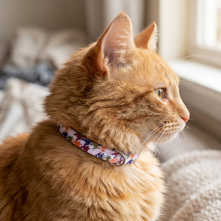Orange cat wearing a colorful collar in a cozy indoor setting