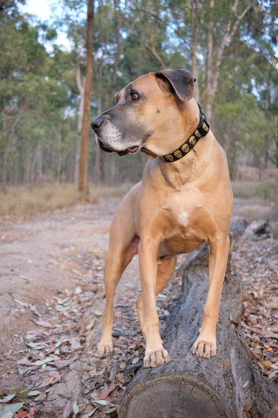 Gold Skulls Dog Collar 38mm (1.5") Wide / Gold Glitter/ Buckle or Martingale-Dizzy Dog Collars-Dizzy Dog Collars