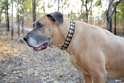 Gold Skulls Dog Collar 38mm (1.5") Wide / Gold Glitter/ Buckle or Martingale-Dizzy Dog Collars-Dizzy Dog Collars
