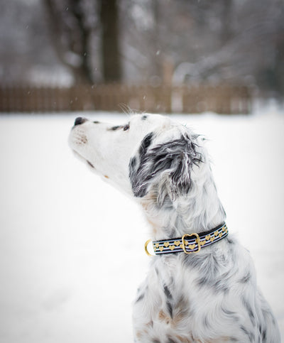 Golden Hearts Dog Collar / XS-XL / Gold Heart-Dog Collar-Dizzy Dog Collars-XS (5/8") 1.5cm Wide-Black (Plastic)-Tan-Dizzy Dog Collars