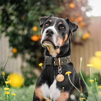 Golden Stag Dog Collar | Handmade to order-Dizzy Dog Collars