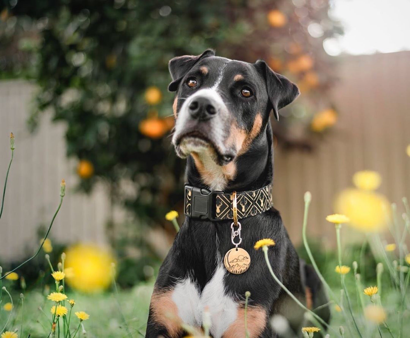 Golden Stag Dog Collar | Handmade to order (allow 14 days)-Dizzy Dog Collars