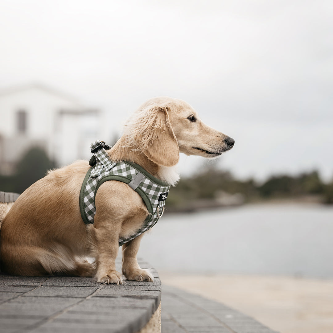 https://www.dizzydogcollars.com/cdn/shop/files/green-gingham-dog-harness.jpg?v=1768977607&width=1080
