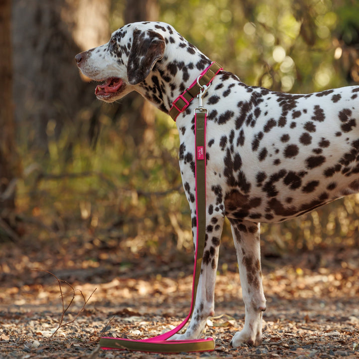 Martingale Dog Collar - The Fig: Stainless Steel