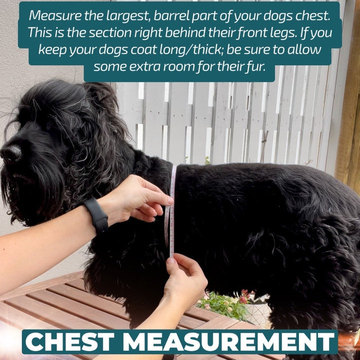 DOG HARNESS | Turtle Tots | Neck Adjustable Dog Harness