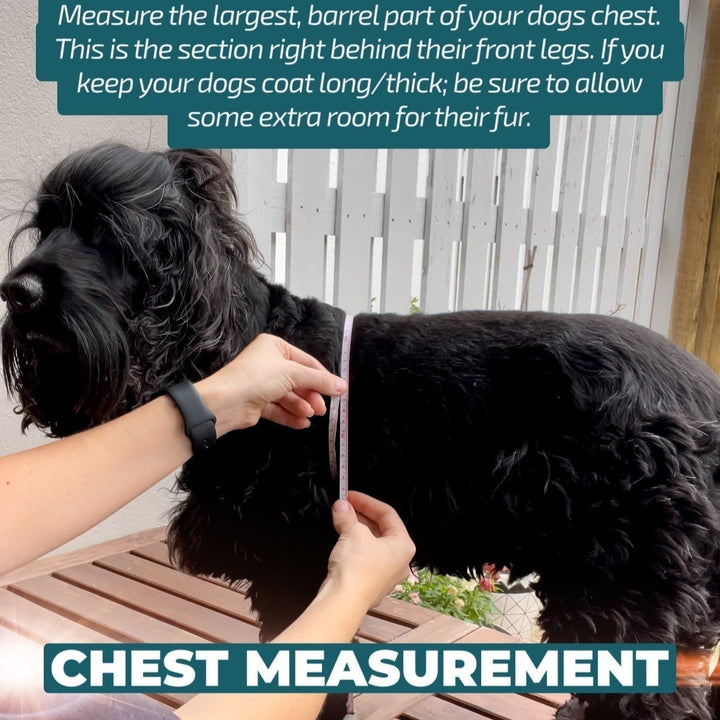 DOG HARNESS | Ladybird Lane | Neck Adjustable Dog Harness