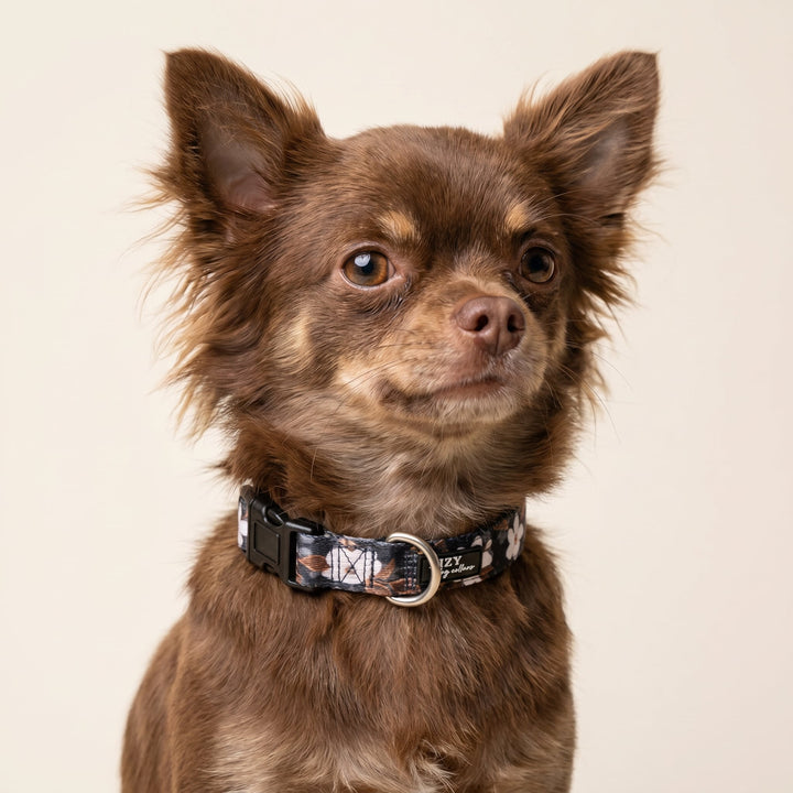 Small brown dog wearing a black collar with a pattern on a beige background