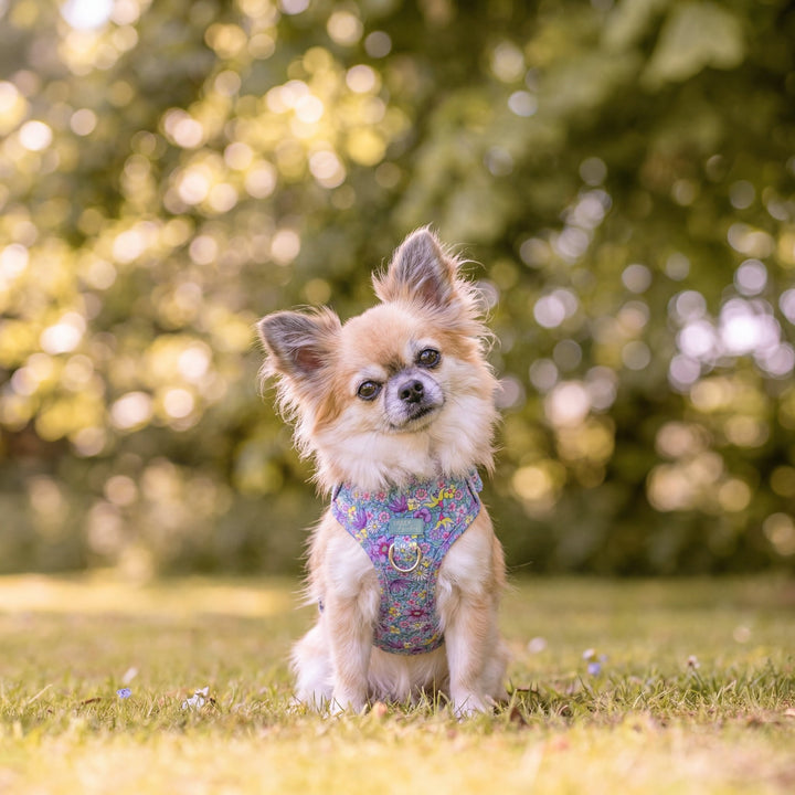DOG HARNESS | Floral Fable | Neck Adjustable Dog Harness