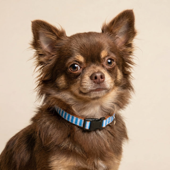 Seaside Stroll Dog Collar | Neoprene Dog Collar | Stainless Steel