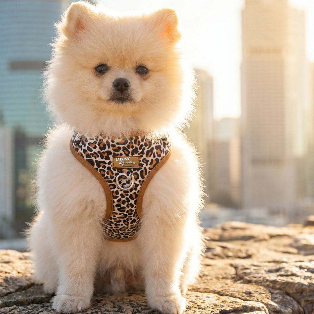 Small white dog wearing a leopard print harness in an urban setting