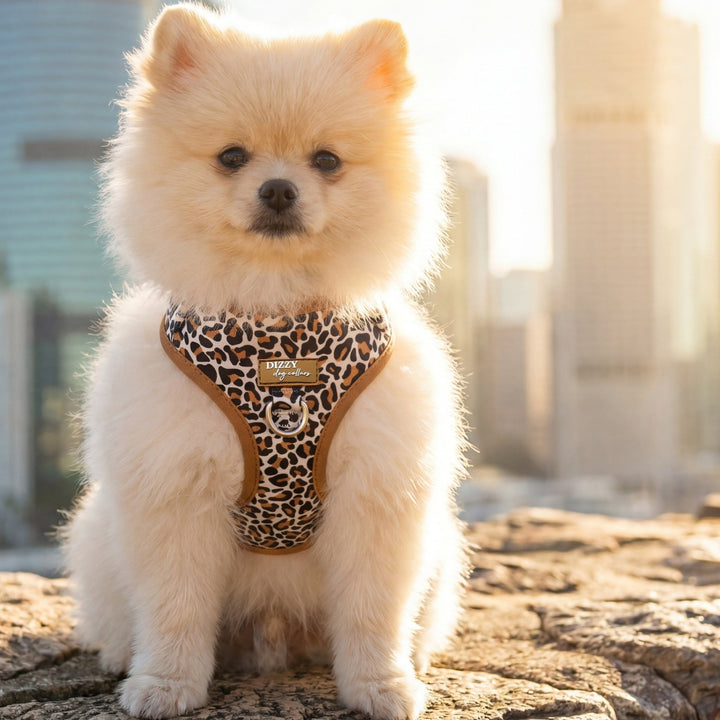 Small white dog wearing a leopard print harness in an urban setting