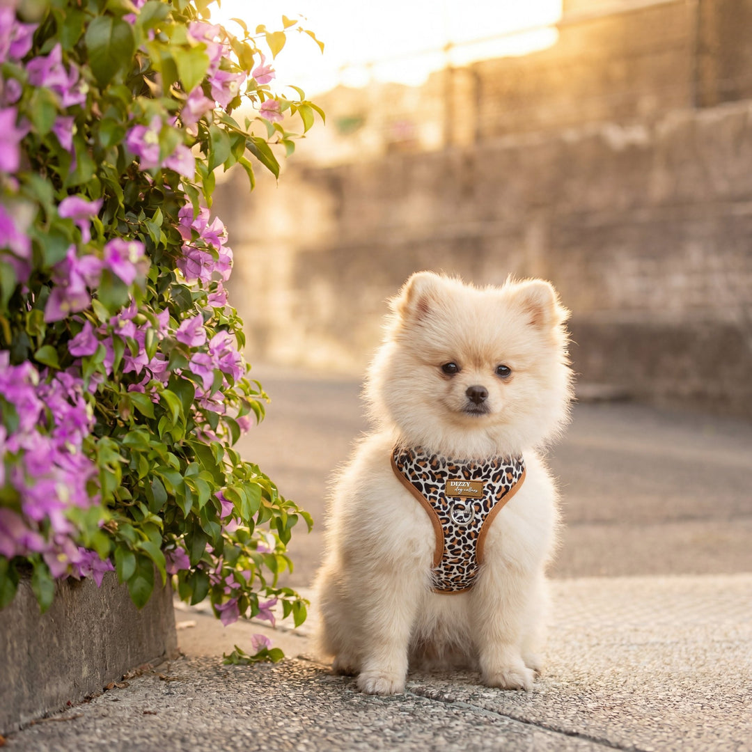 Small white dog with a leopard print harness standing on a sidewalk next to flowering plants.