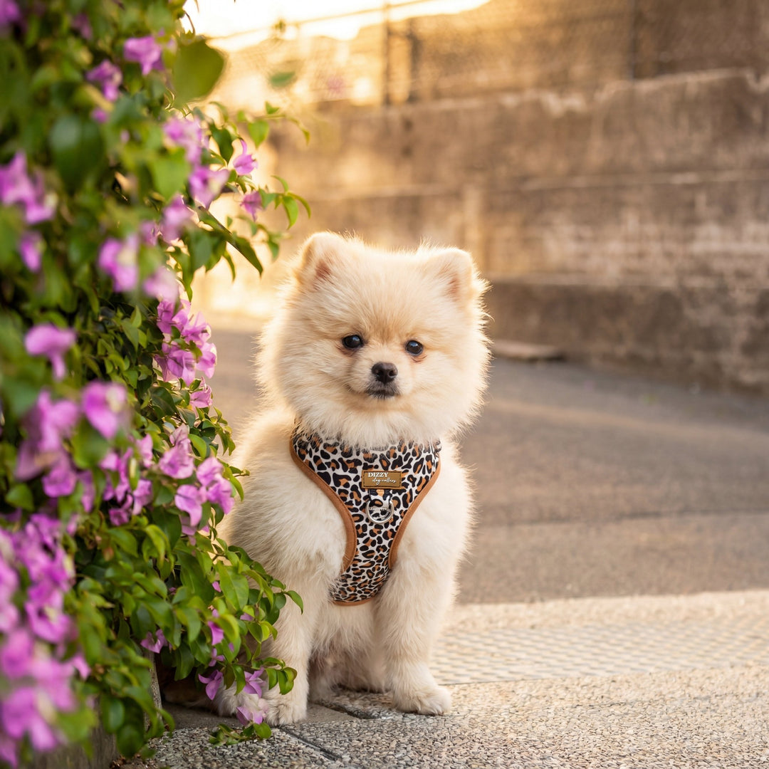 Small white dog with a leopard print harness sitting next to pink flowers on a stone path.