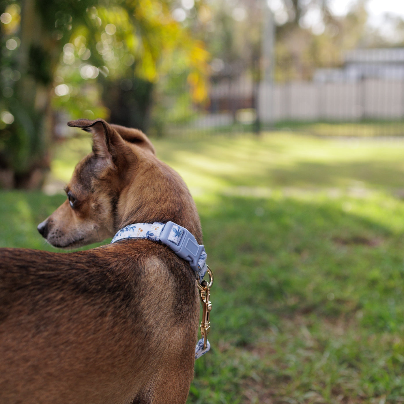 Little Lou Dog Collar | Canvas & Neoprene Dog Collar-Dog Collar-Dizzy Dog Collars