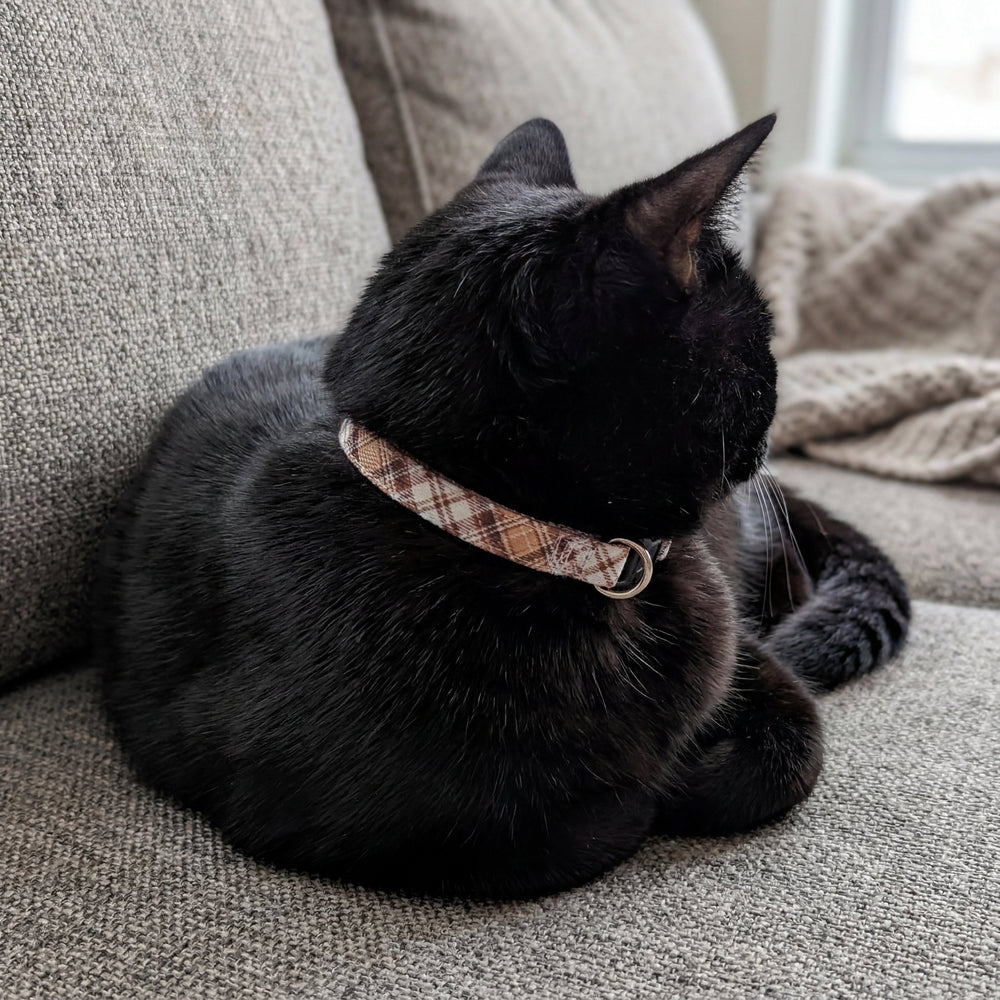 Black cat wearing a plaid collar sitting on a gray couch.