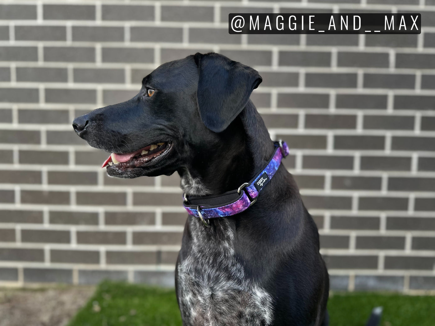 Martingale Dog Collar - Galaxy-Dog Collar-Dizzy Dog Collars