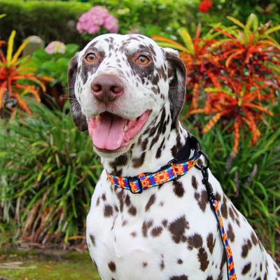 Martingale Dog Collar | Kaleidoscope-Dog Collar-Dizzy Dog Collars