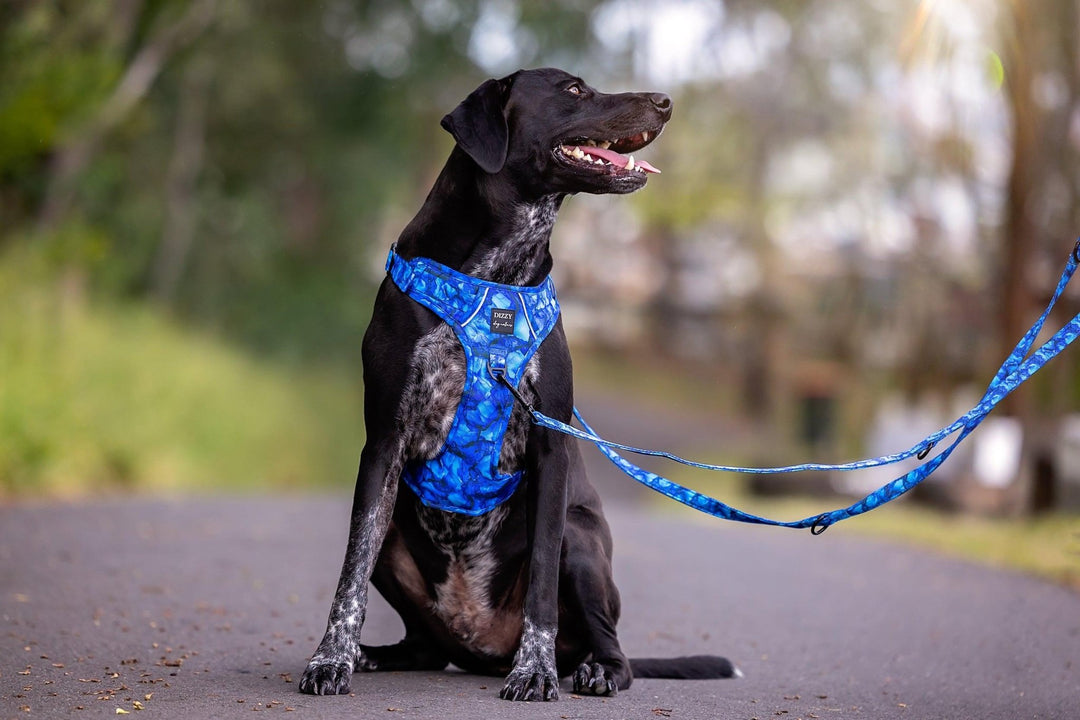 Pull Harness Best Training Collar For Dogs That Pull Dog Collar