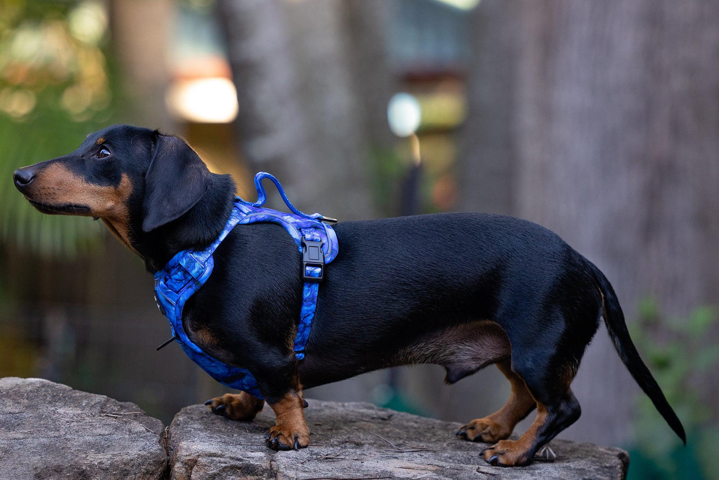 Adventure Dog Harness | No Pull Dog Harness | Step in | Reflective | Heavy Duty-Dizzy Dog Collars