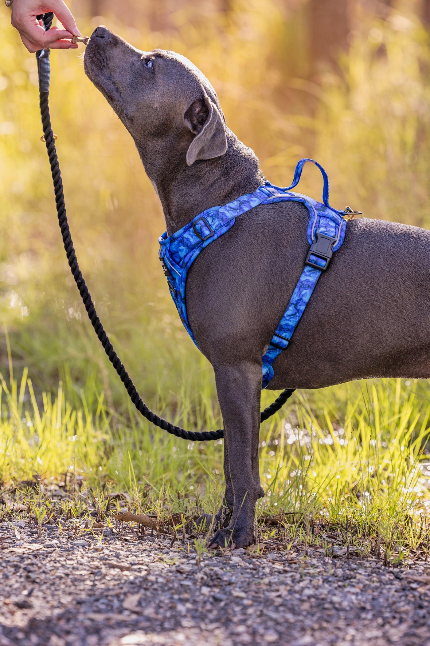 Adventure Dog Harness | No Pull Dog Harness | Step in | Reflective | Heavy Duty-Dizzy Dog Collars
