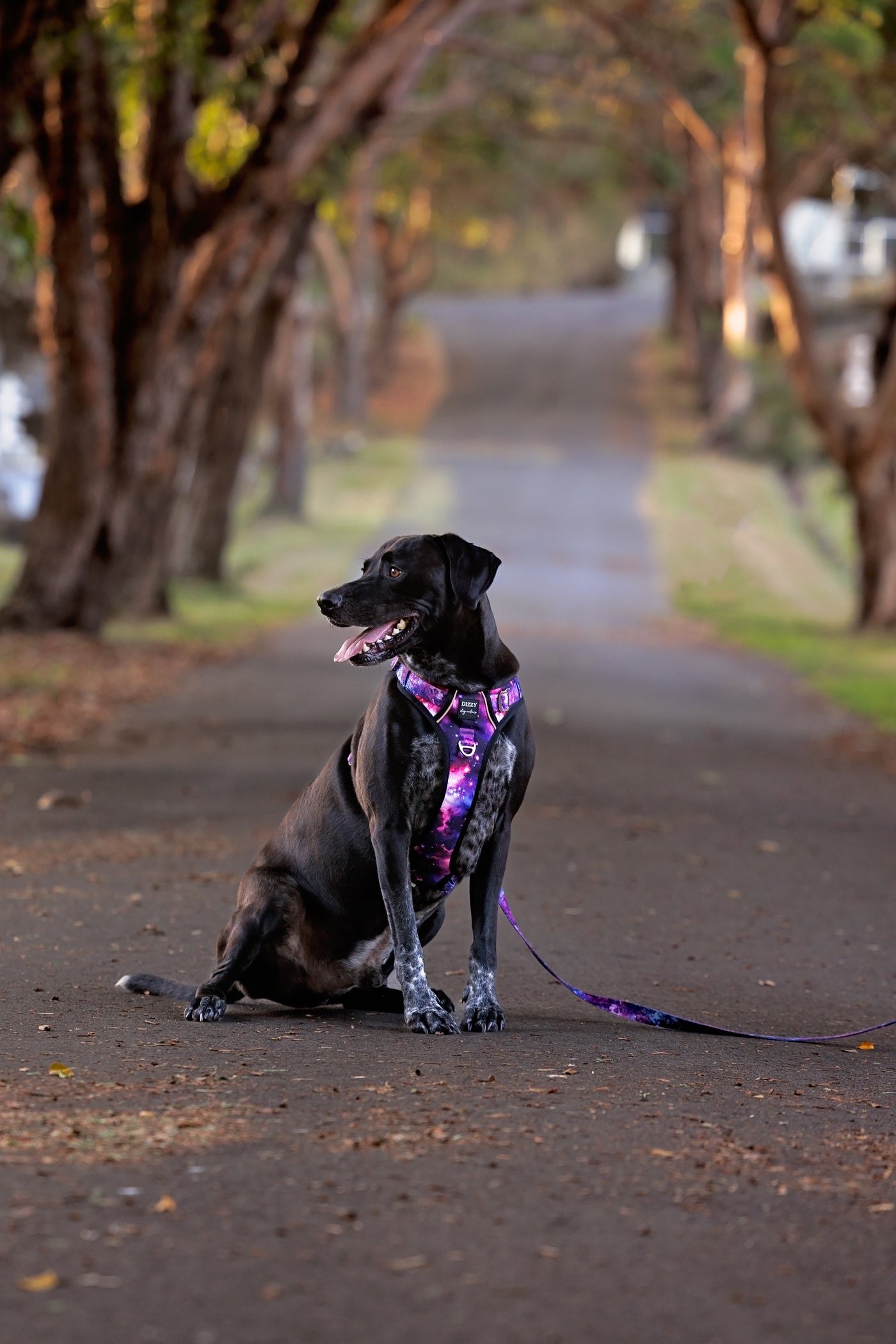 No Pull Dog Harness | Step in | Reflective | Heavy Duty | Easy Reach Handle | Galaxy-No Pull-Dizzy Dog Collars