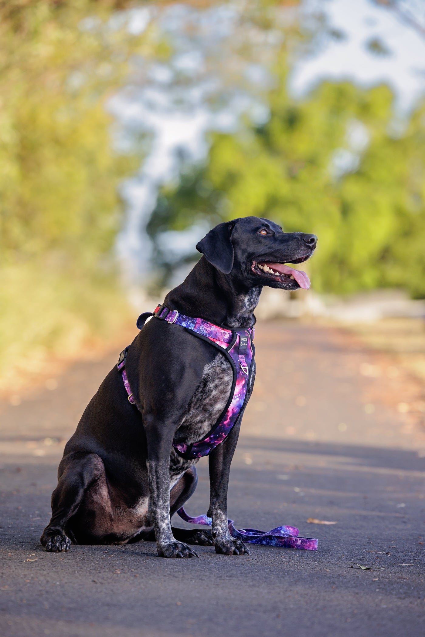 No Pull Dog Harness | Step in | Reflective | Heavy Duty | Easy Reach Handle | Galaxy-No Pull-Dizzy Dog Collars