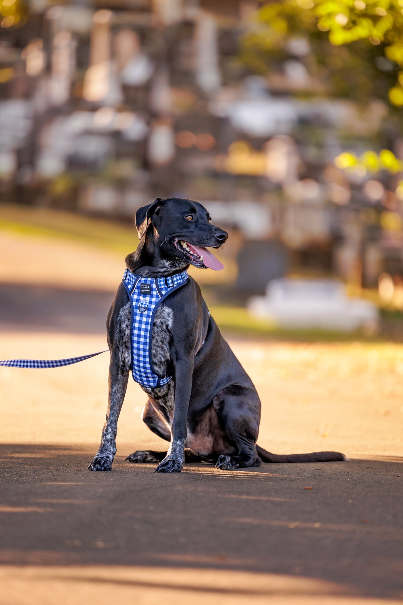No Pull Dog Harness | Step in | Reflective | Heavy Duty | Easy Reach Handle | Navy Gingham-No Pull-Dizzy Dog Collars