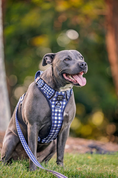 No Pull Dog Harness | Step in | Reflective | Heavy Duty | Easy Reach Handle | Navy Gingham-No Pull-Dizzy Dog Collars