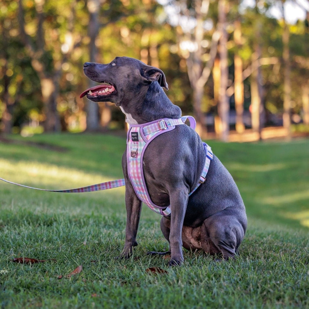 No Pull Dog Harness Step in Reflective Heavy Duty Easy Reach Handle Sherbet Gingham