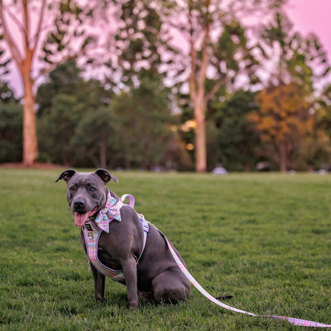 No Pull Dog Harness Step in Reflective Heavy Duty Easy