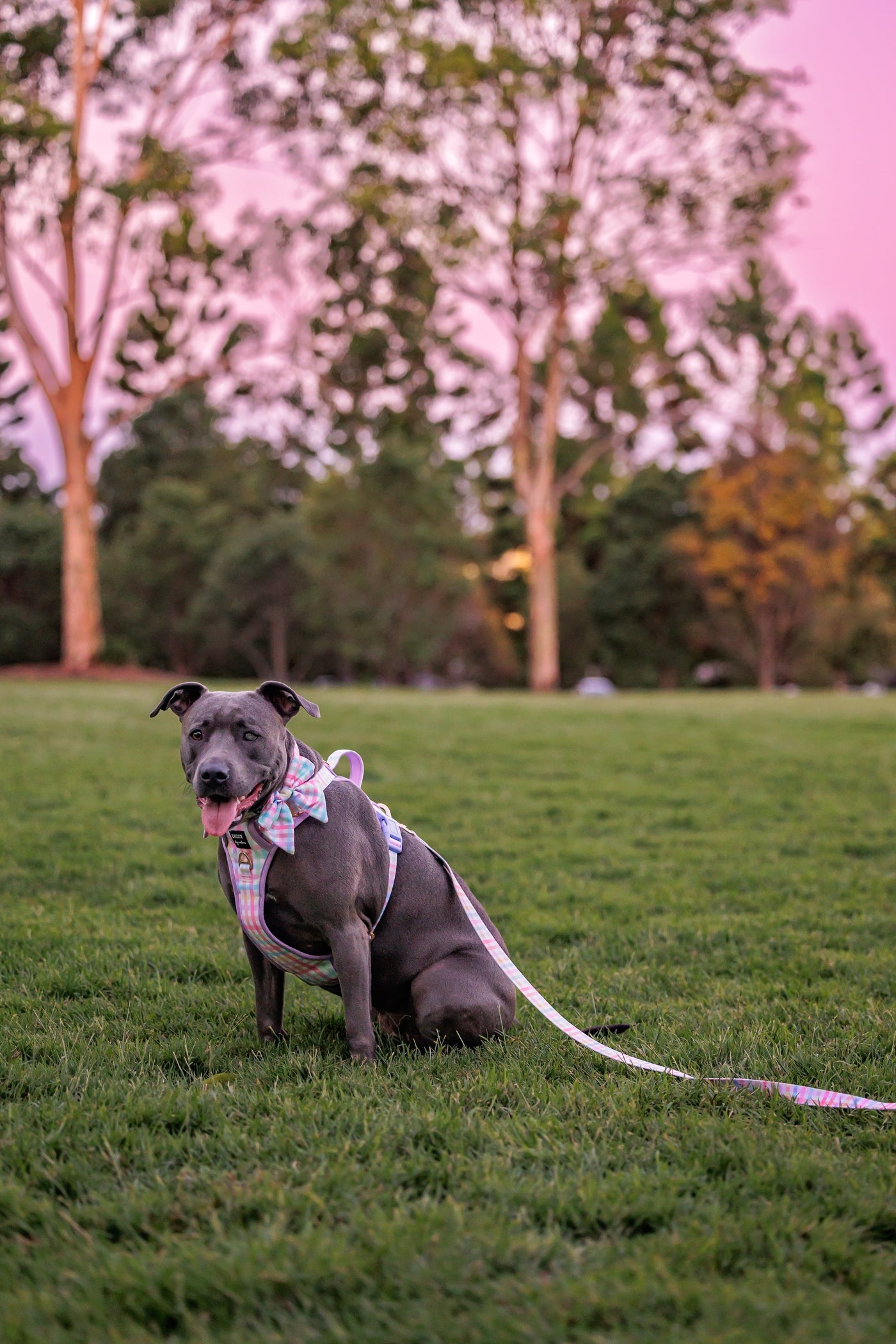 No Pull Dog Harness | Step in | Reflective | Heavy Duty | Easy Reach Handle | Sherbet Gingham-No Pull-Dizzy Dog Collars